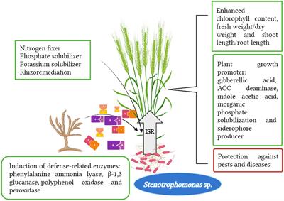 Stenotrophomonas in diversified cropping systems: friend or foe?